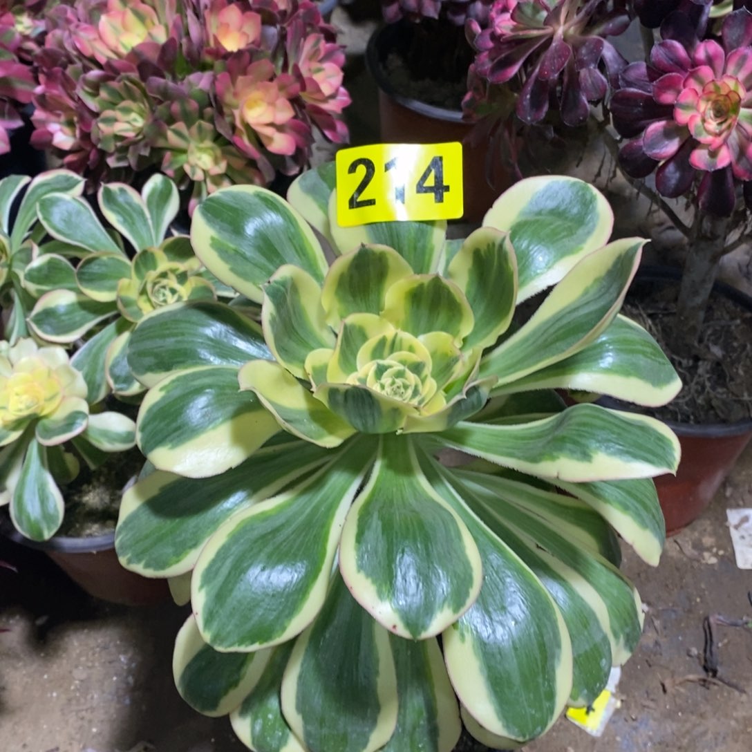 咖****草燕姿锦多肉法师214