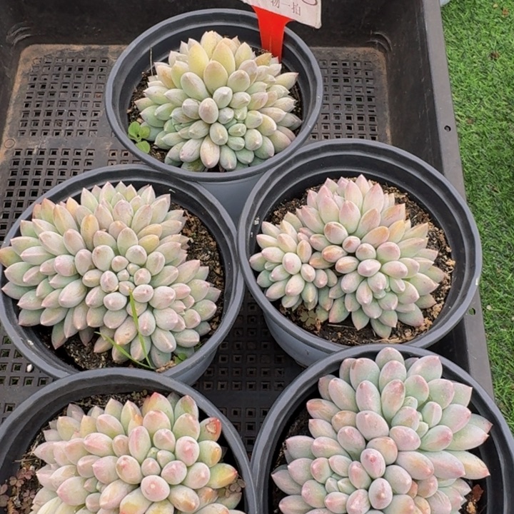 2558多肉植物一物一拍