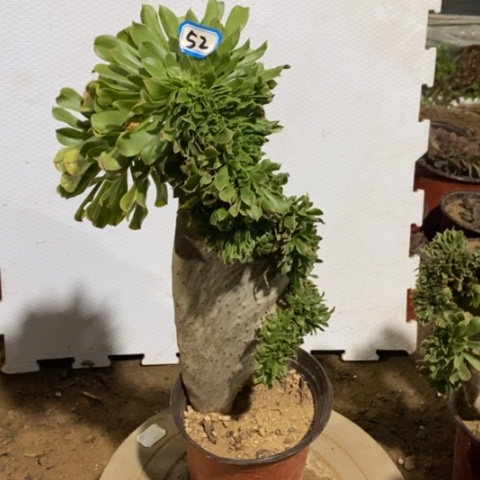 原始绿缀一物一拍