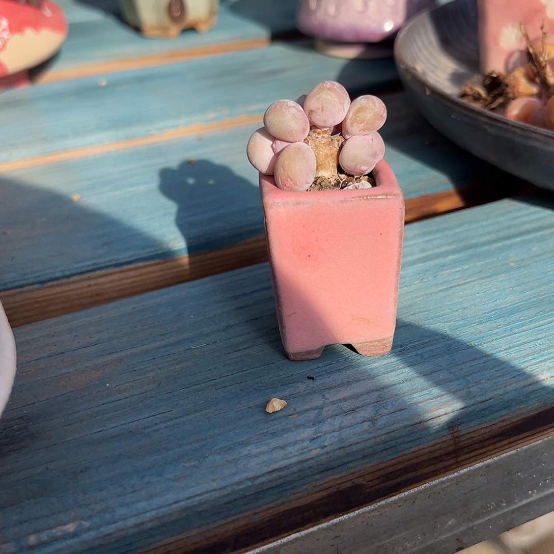 蛋黄奶酪一物一拍