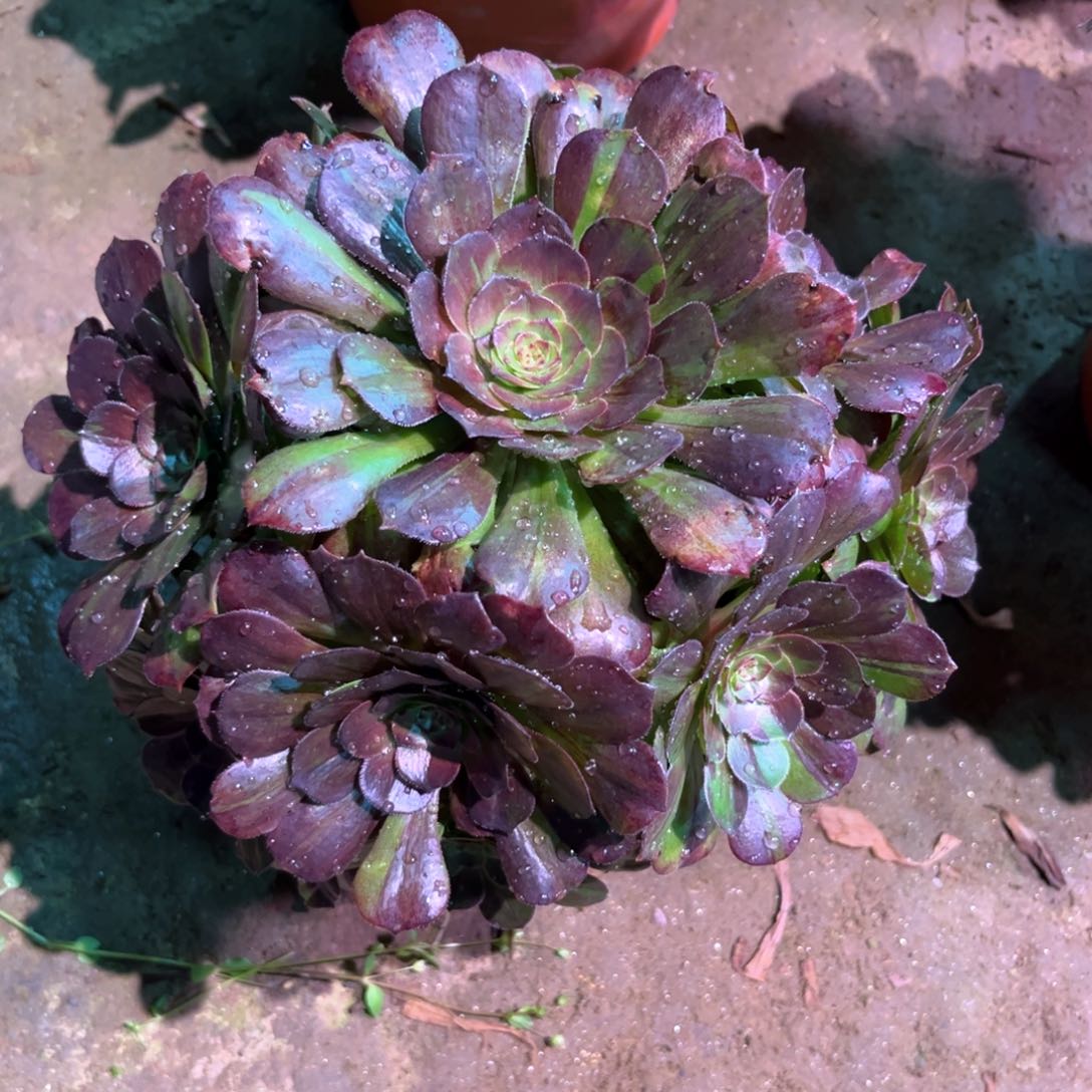 多肉植物花月夜1148