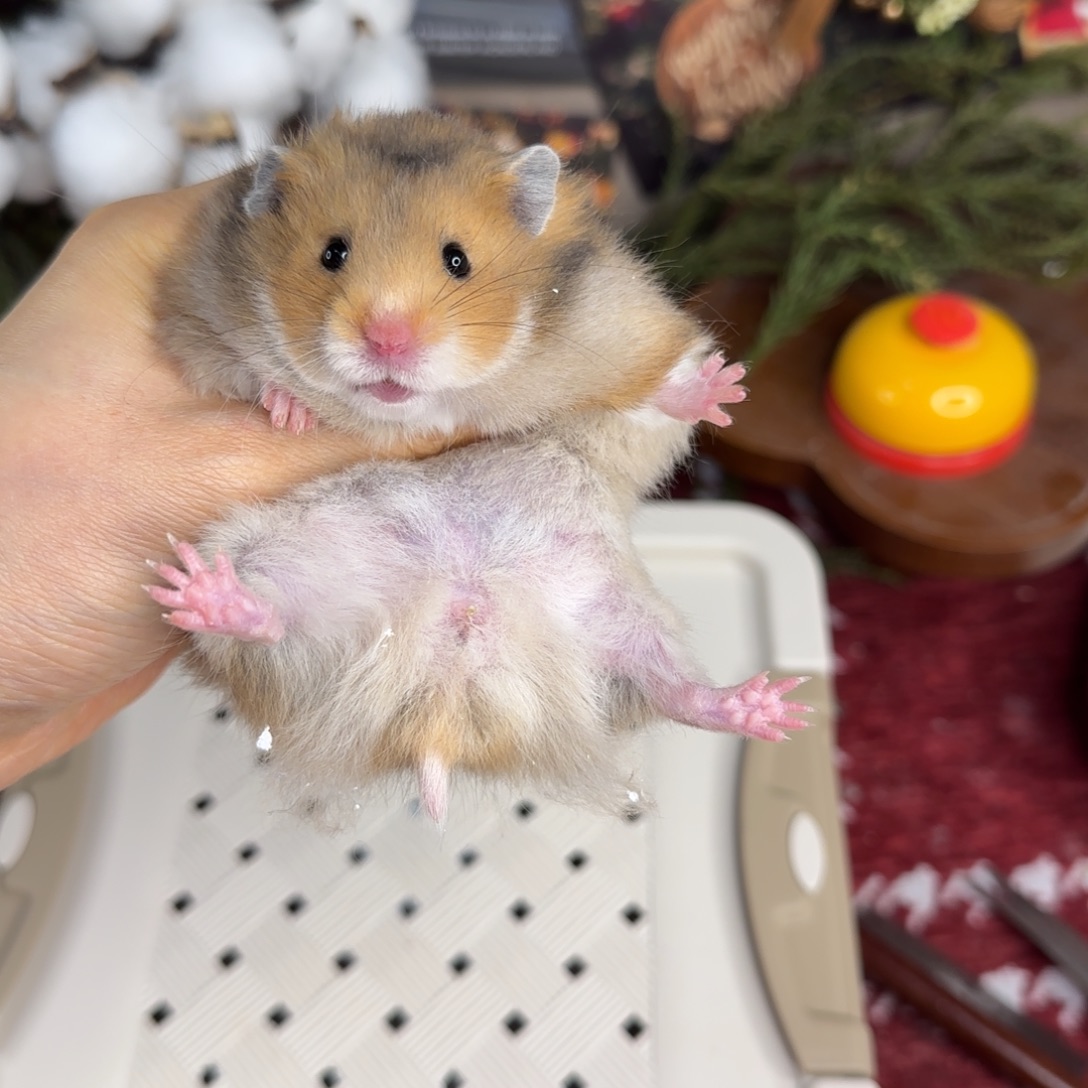 虎纹妹妹11.08生日