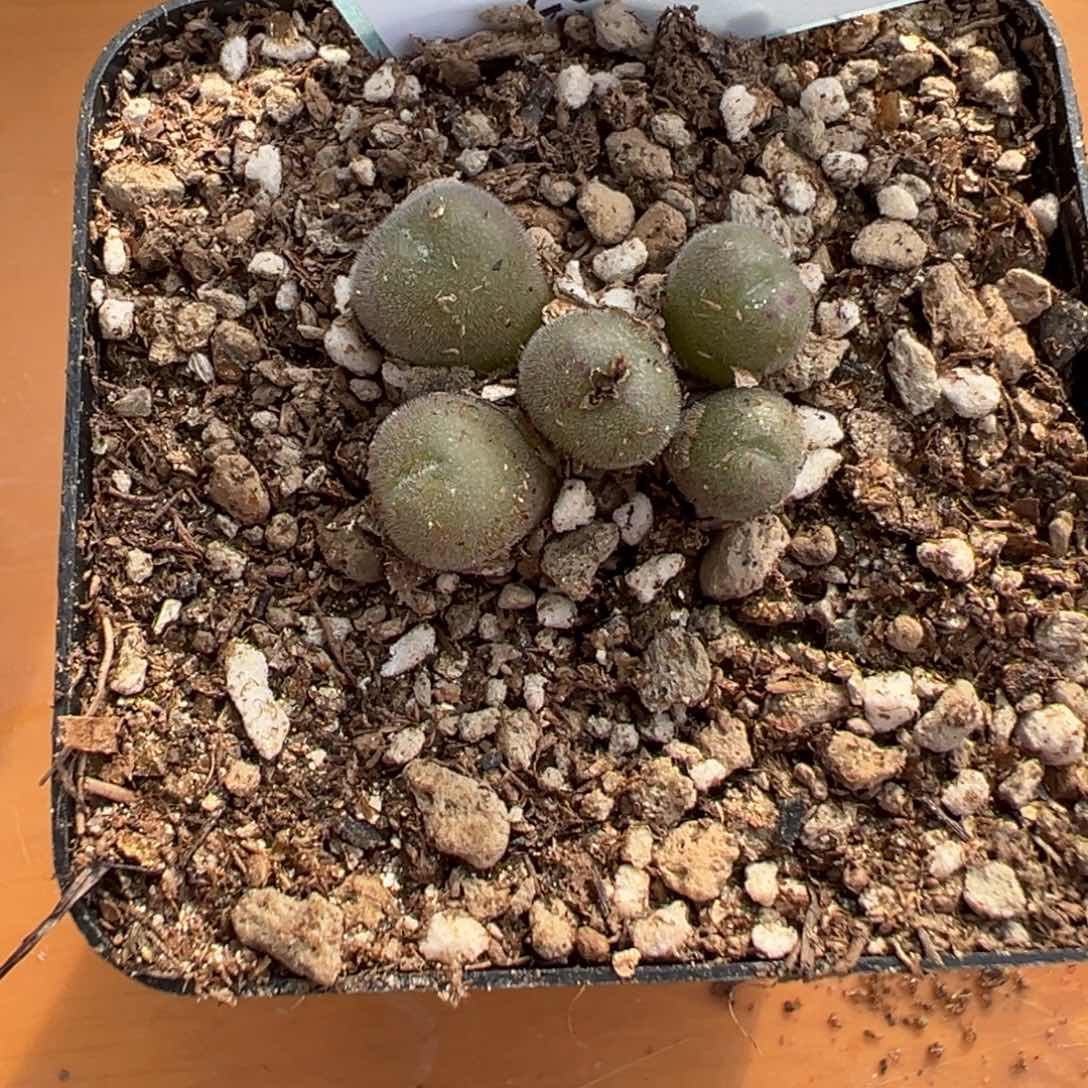 15-41肉锥多肉植物，