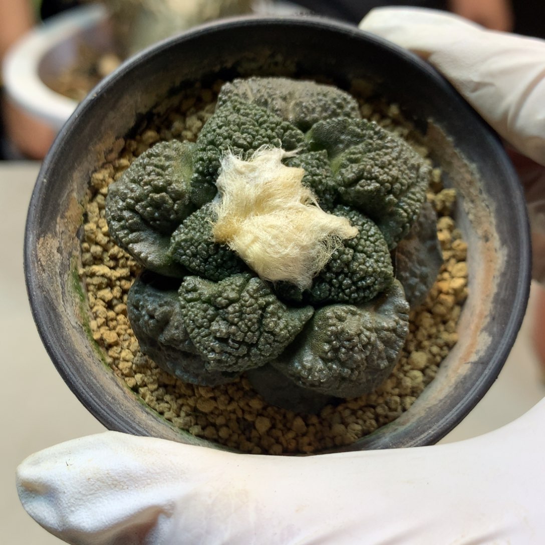 27号  自根龟甲连山岩牡丹(带盆土发货)5.2公分