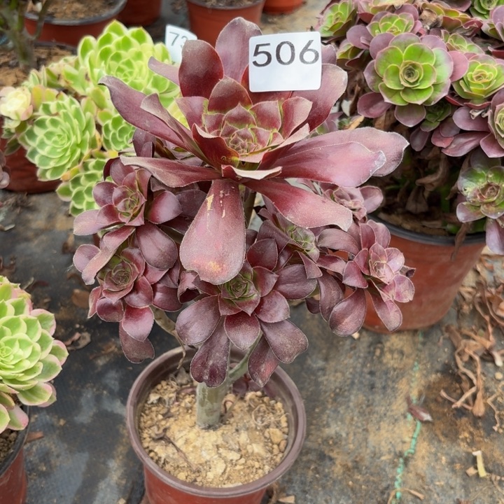 巫毒多肉植物不包损506