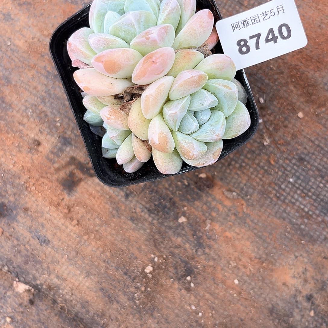 阿雅园艺。  8740