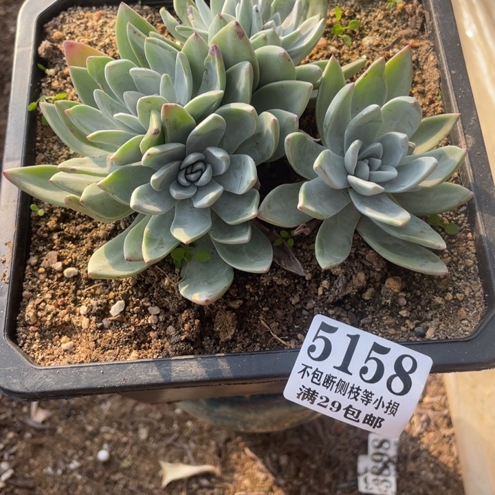 158号泡芙多肉植物