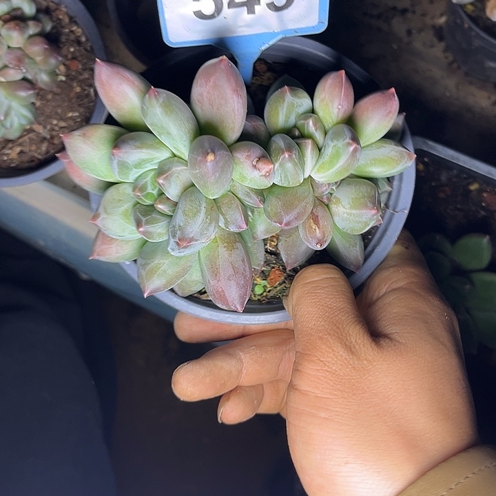 多肉植物重楼群543