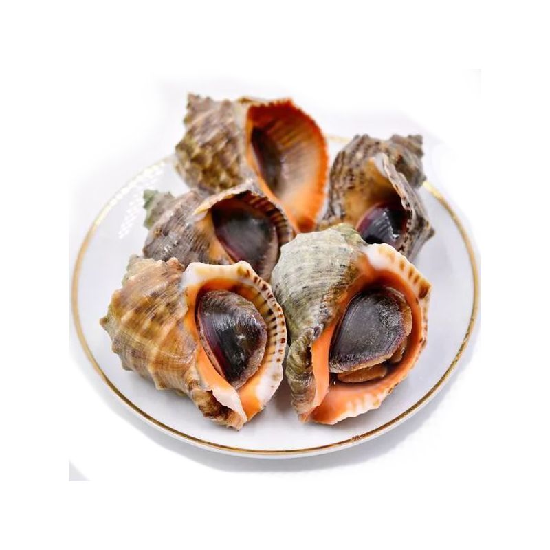 大海螺4-5只500g海鲜