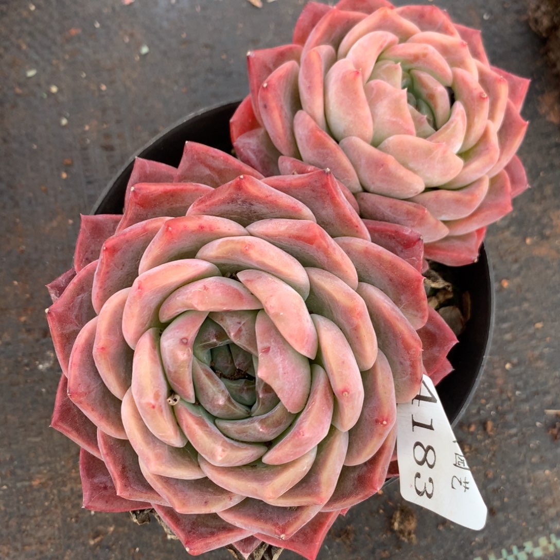 4183杂交多肉植物