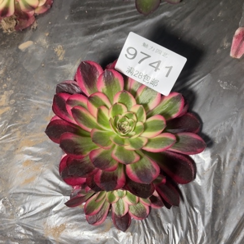 倾城多肉多肉9741