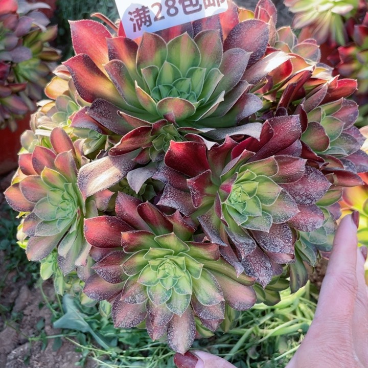 4138一号棚韶华多肉B