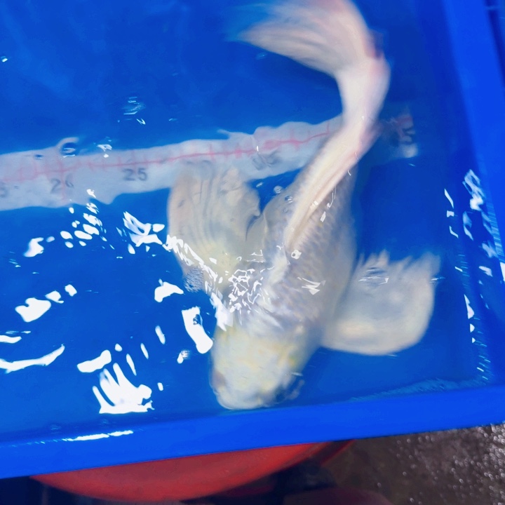 蝴蝶鲤鱼蝴蝶鲤包邮90