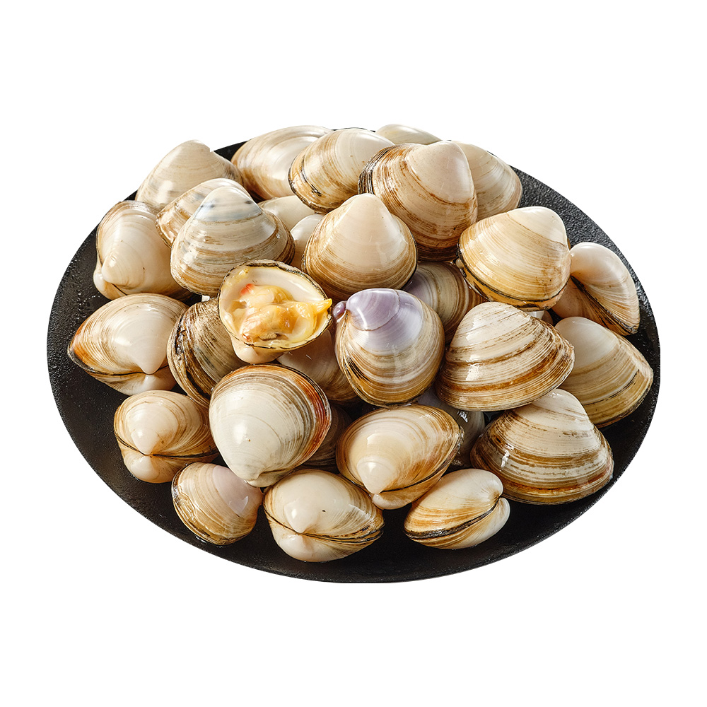 净化贝 鲜活白蚬子 500g/盒(约30-40粒)