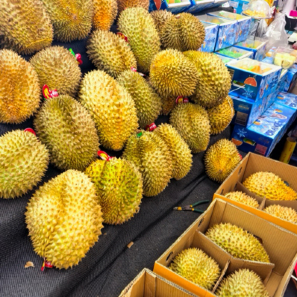 新鲜金枕榴莲生包一个g核小榴莲同城送金枕泰国