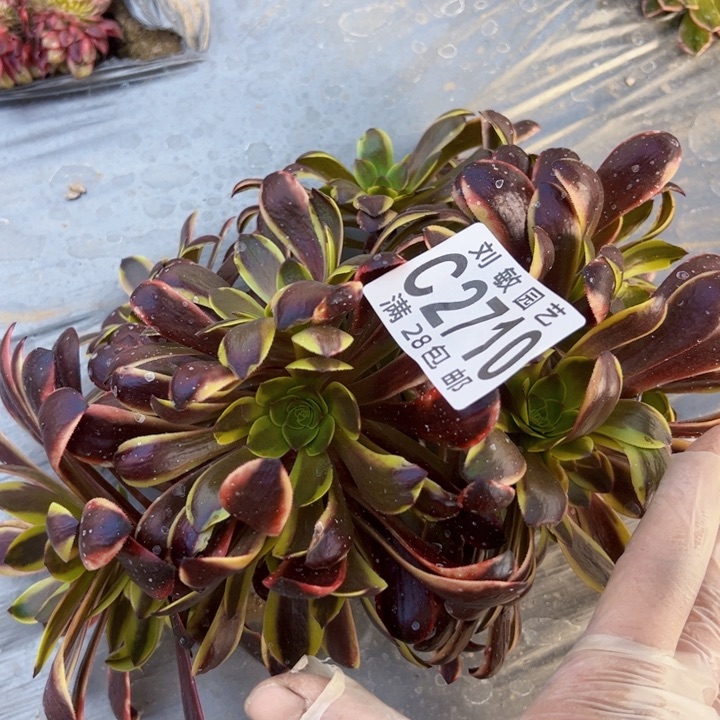 欧嘉莉多肉植物法师2710