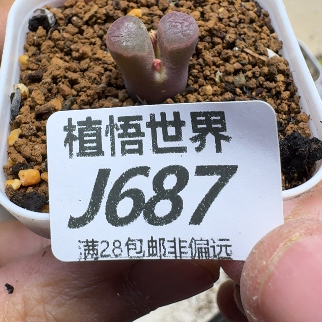 的植物的人生gbnbj