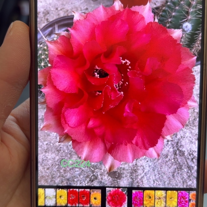 无花朵无根侧芽歪cc224