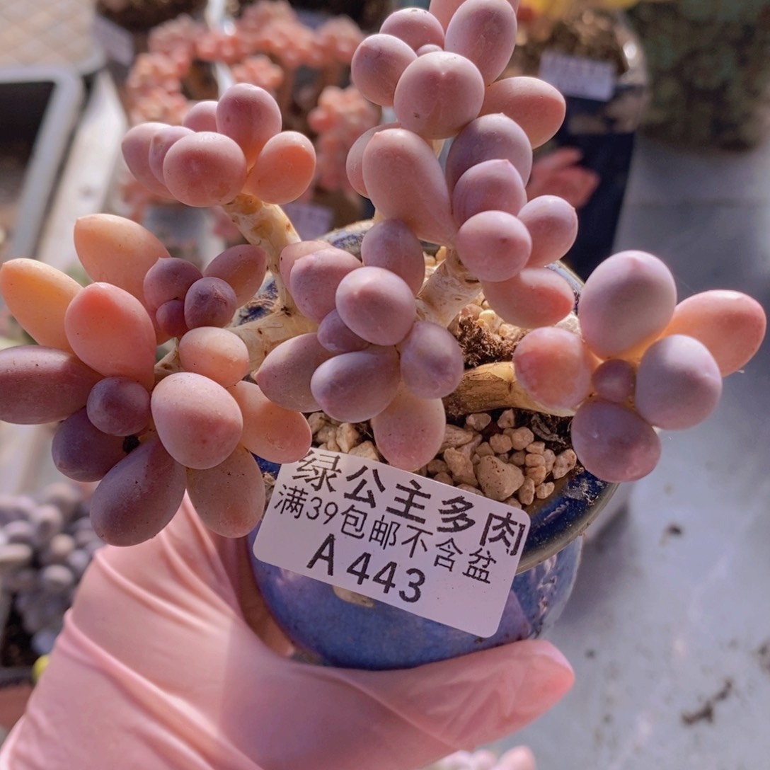 香水手指奶老桩9cm443多肉植物