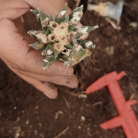 177处理仙人球的方法