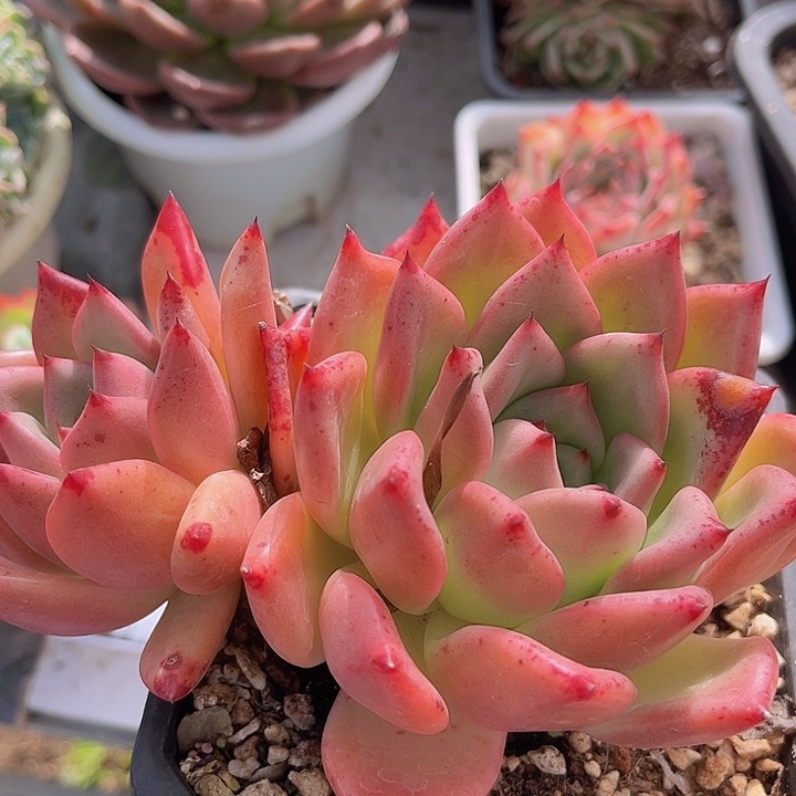 皮蛋23139多肉植物