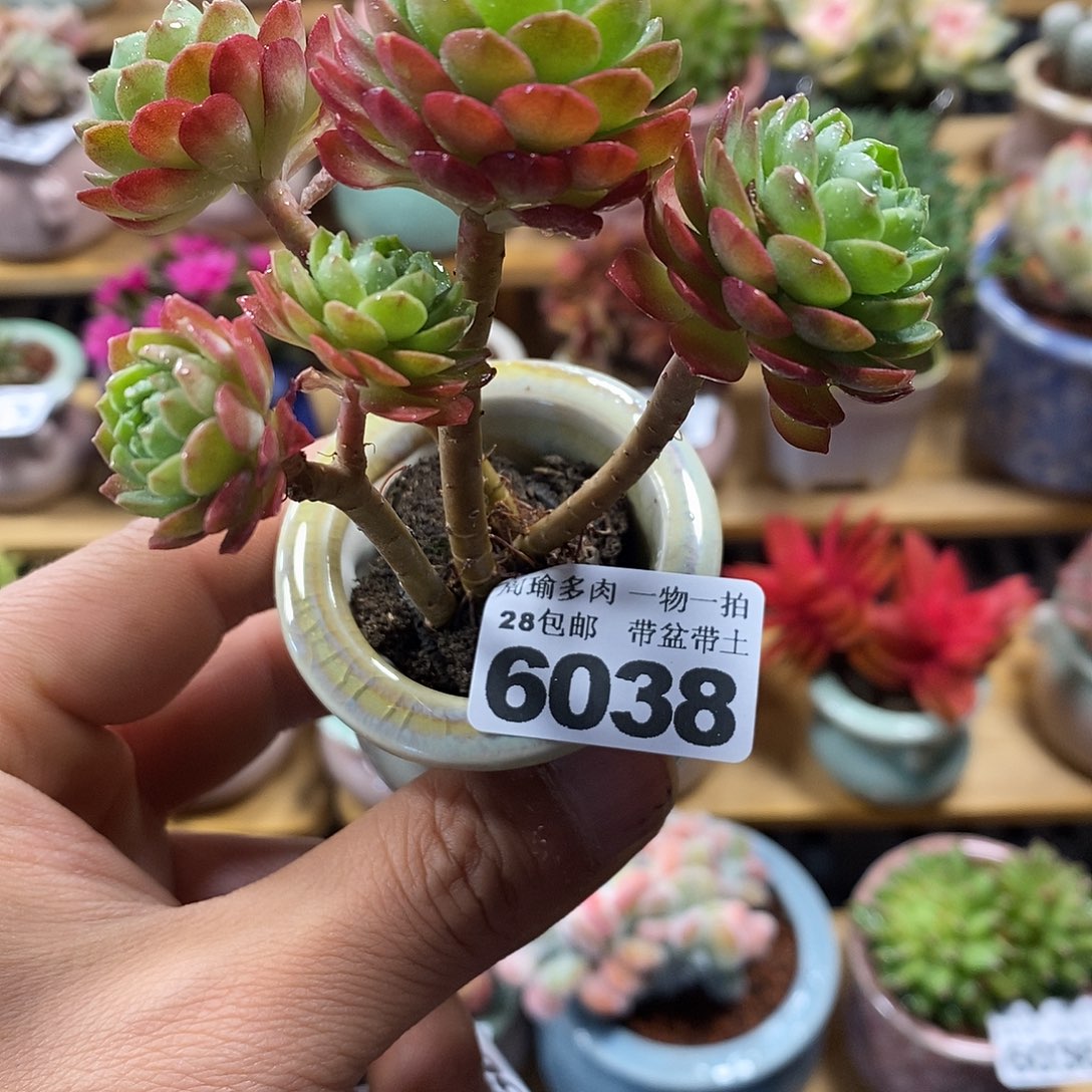 精控多肉植物6038