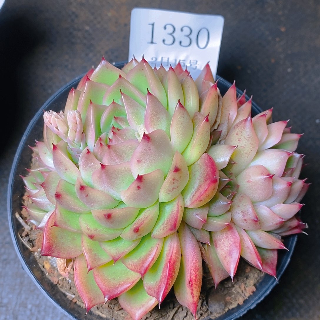 【闪购商品】云1330