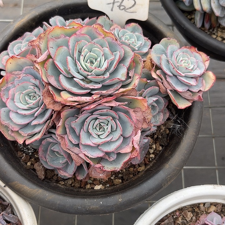 ᨳ***ᐝ两单包邮，一物一拍62