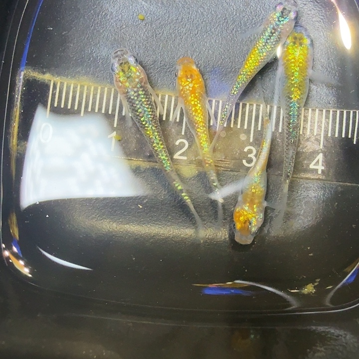 青鳉鱼65号拍品猫饭