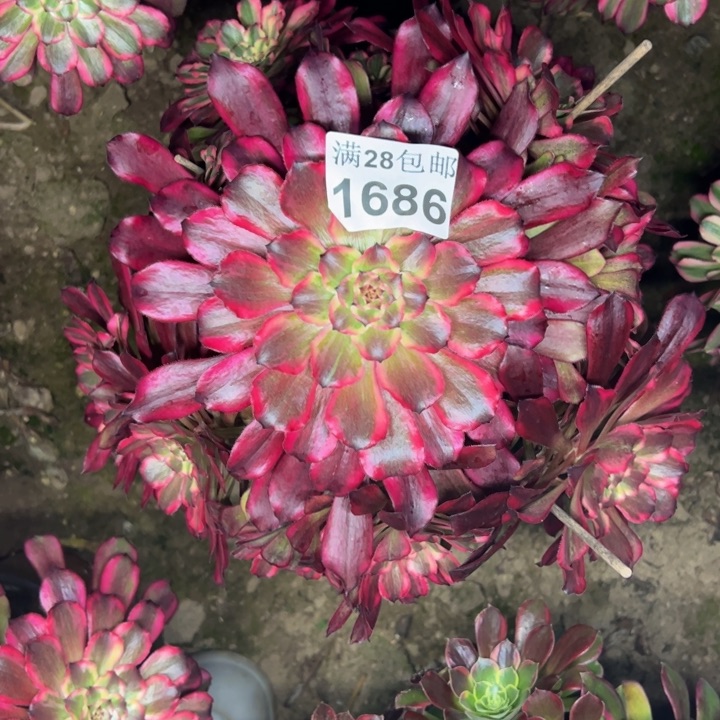 1686雪姬杆歪多肉植物