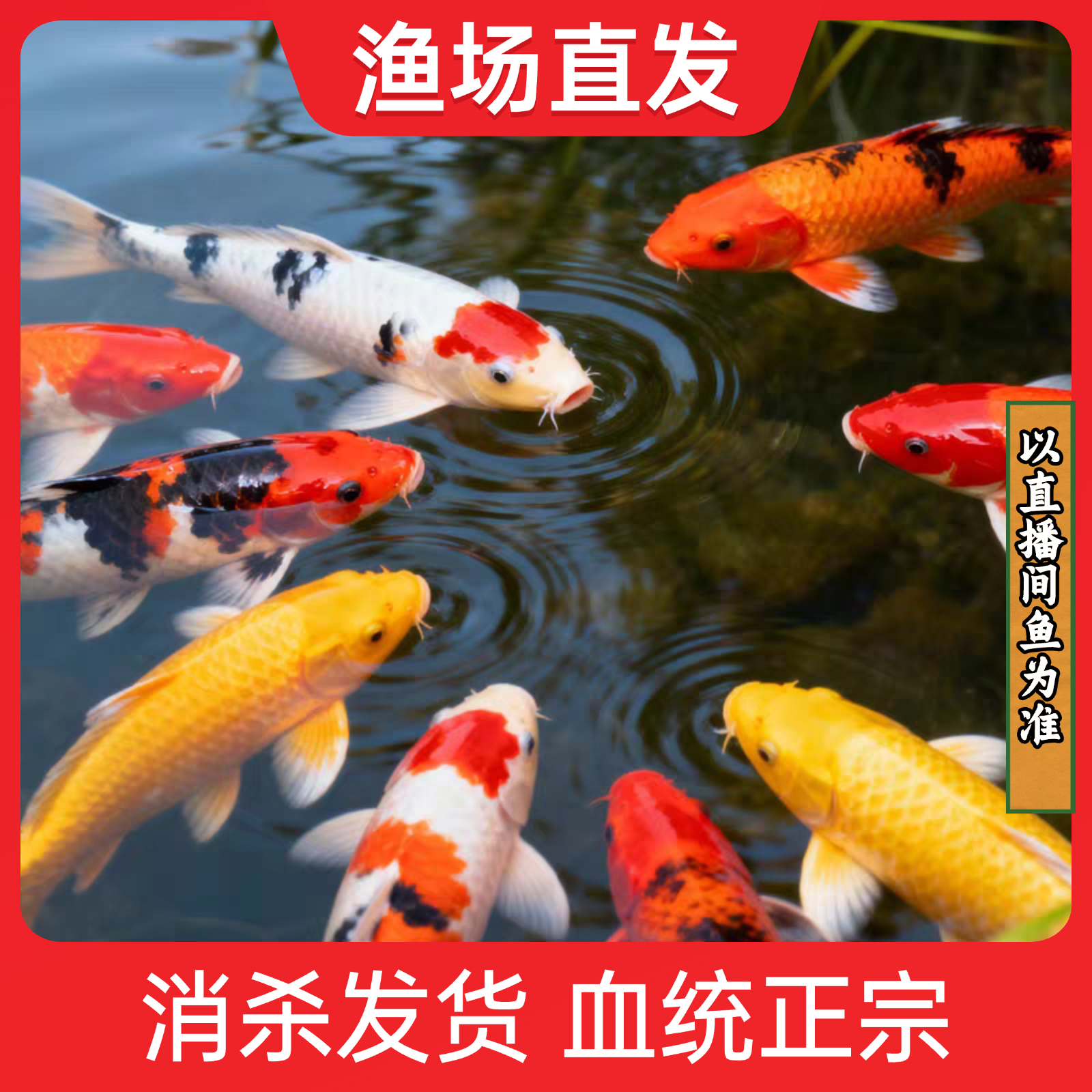 【20-23cn2条混色】多种颜色混合搭配观赏鱼淡水冷水鱼好养耐活