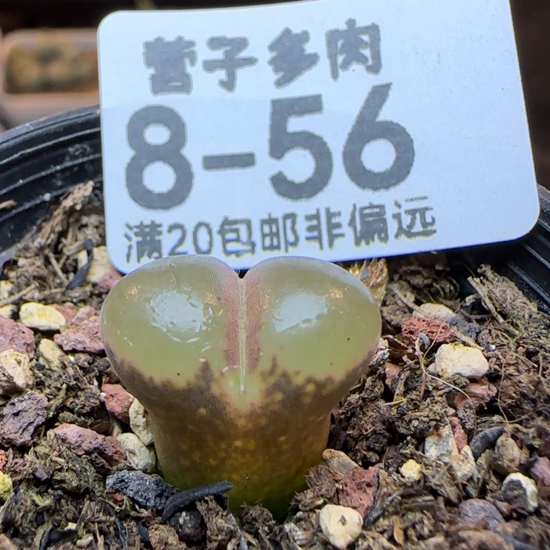 红宝石带盆土发货。     