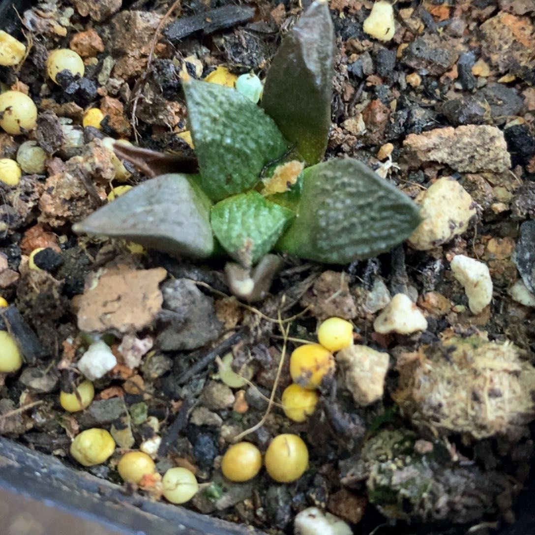 孤品实生大尤满尤龟甲牡丹3cm