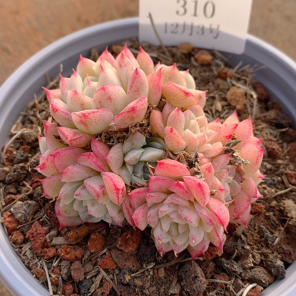 【闪购商品】云310号