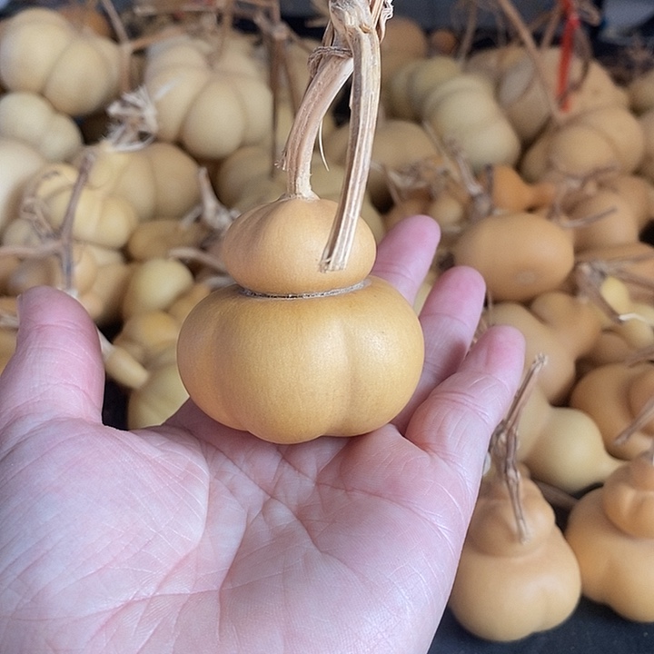 字**生葫芦的颜色很好看