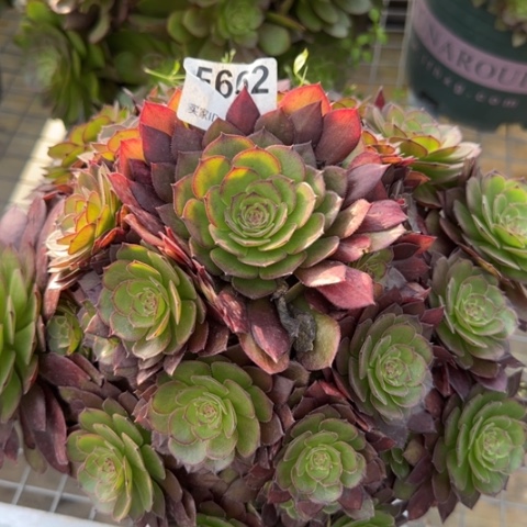 662红魔多肉25厘米左右