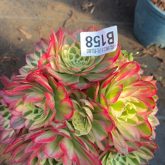 善***言多肉植物一个