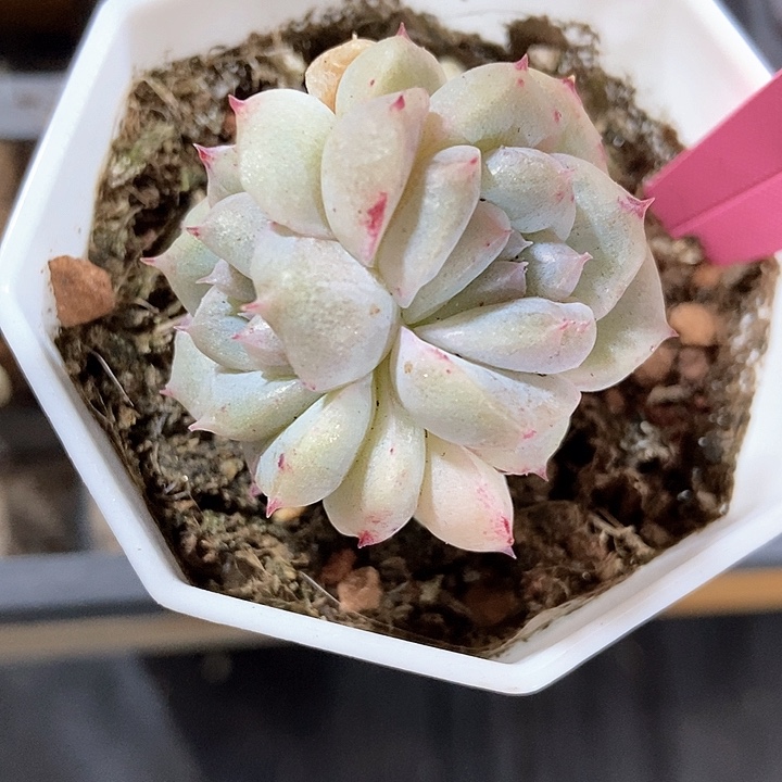 多肉植物甜心304