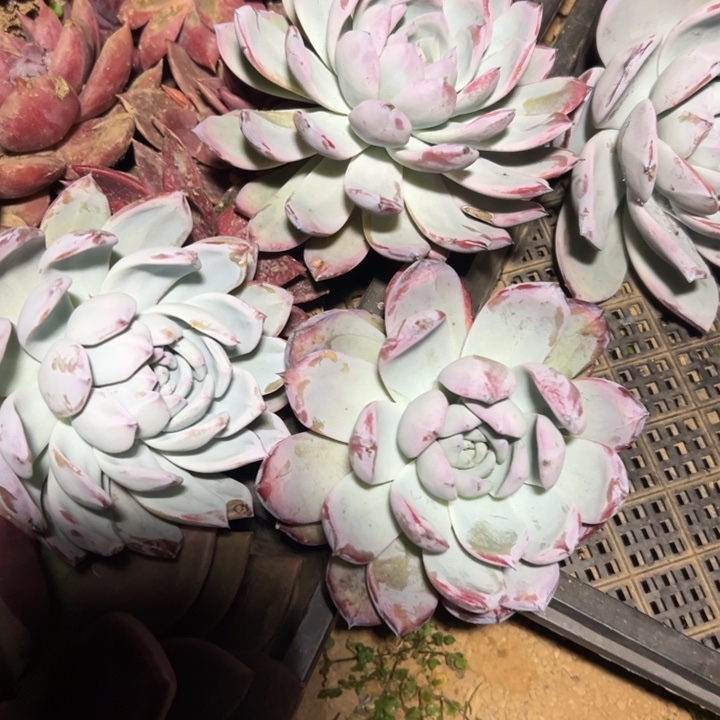 精品多肉植物老桩