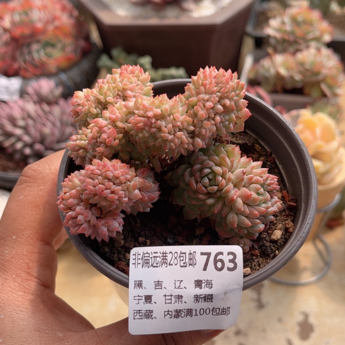 【闪购商品】763小粉梅缀