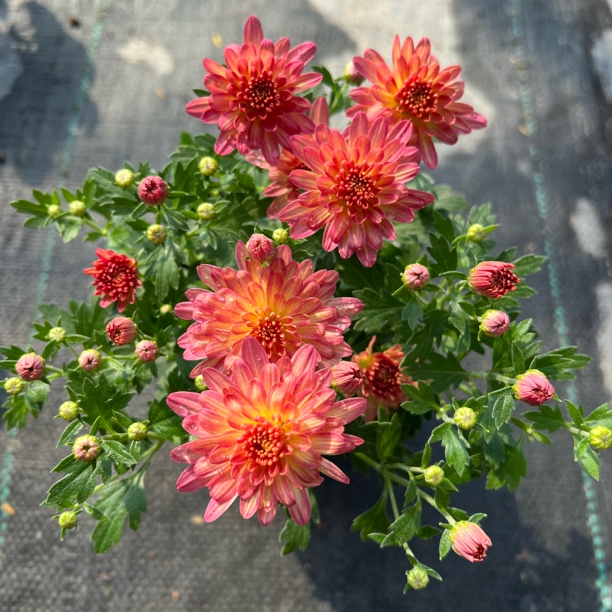 【两盆起发货】球菊 绚秋净妆    12cm口径小盆苗  剪盆口原土发货