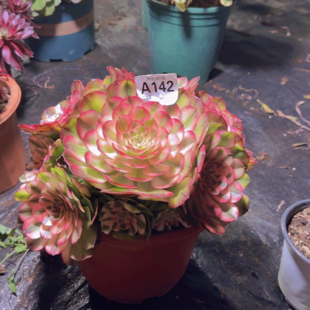 小*精品多肉植物142