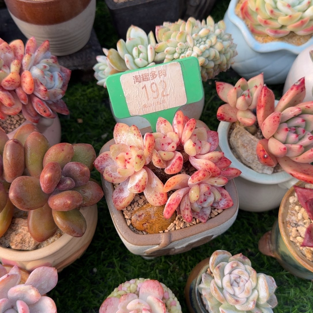 吃***菜多肉植物石榴籽，朵朵带群