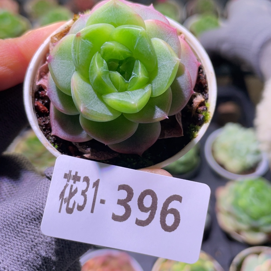 花利美31-396珍妮