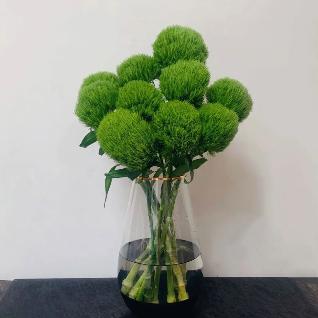绿毛球石竹收到鲜切花鲜花束水养插花清新好养绿色花卉