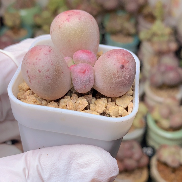 米可奶酪 单头 3.6cm