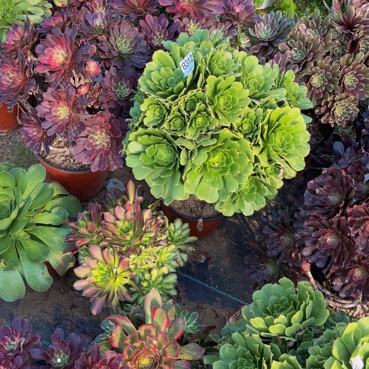 312绿羊多肉法师不包断枝