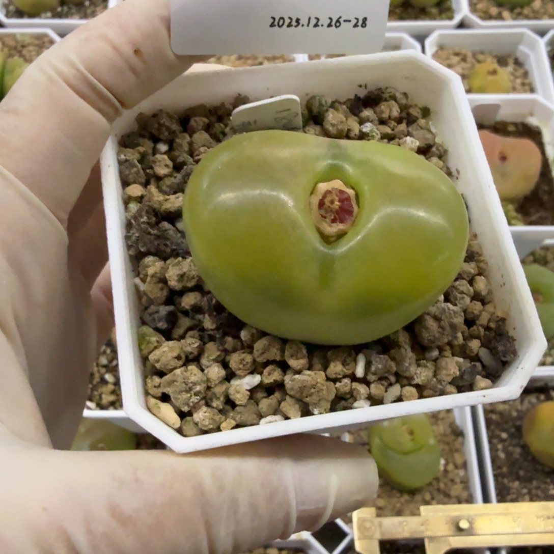 癸***魅多肉多肉多肉12-255