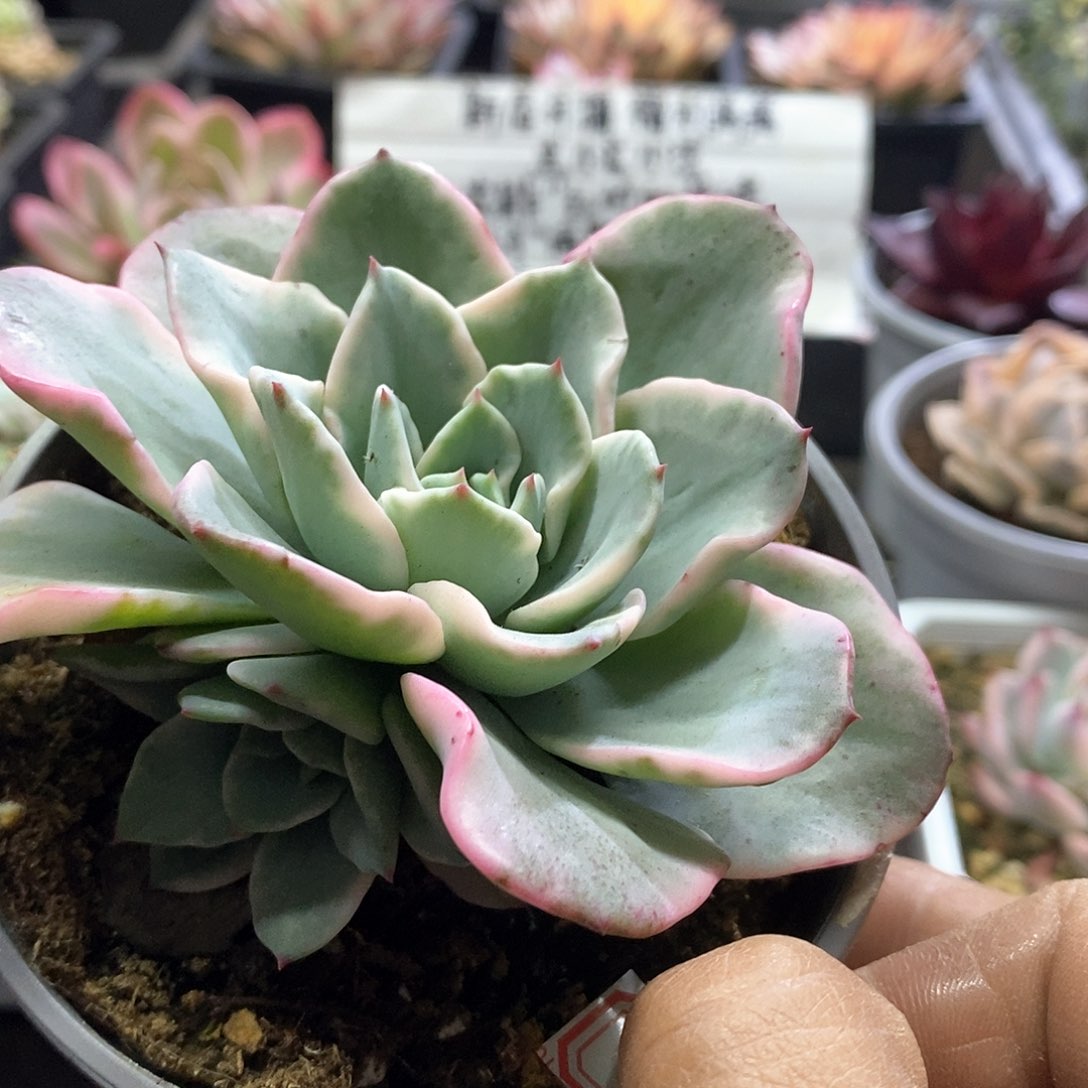 2193奶油黄桃腹轮锦