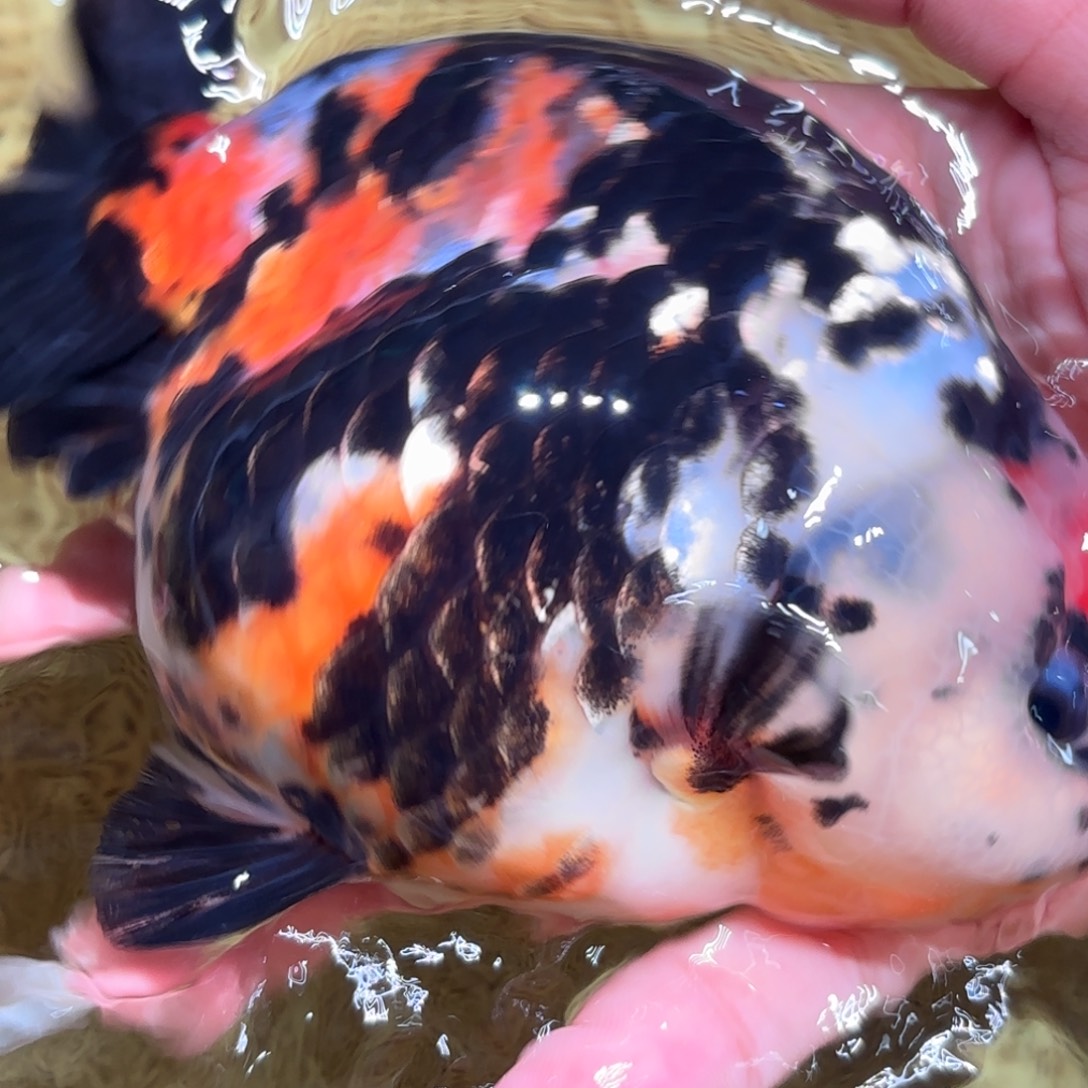 孤***狼金鱼拍包装包邮，不拍包装运费到付